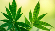 Unlocking the Secrets of CBD and THC: A Smoker's Guide - Virginia Vapes & Tobacco